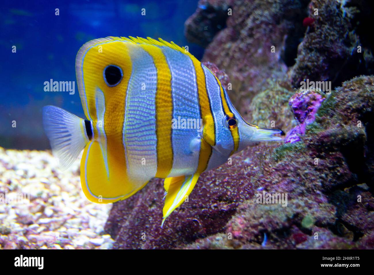 Exotic fish in an aquarium, Chelmon rostratus, Copperband butterflyfish Stock Photo