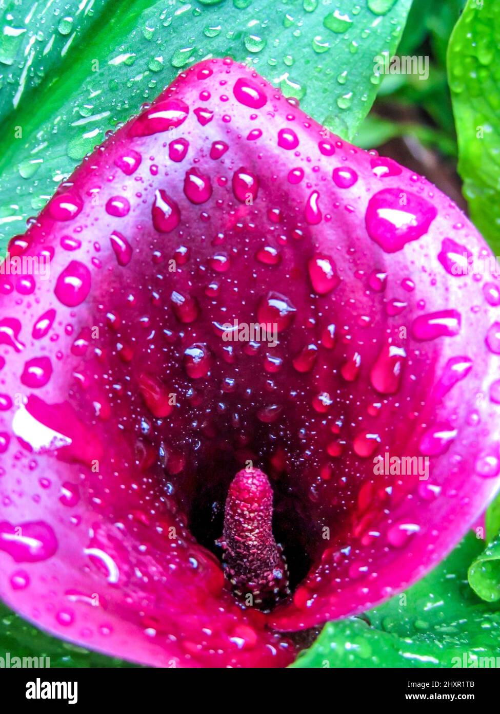 A bright flower of a Calla Lily hybrid, covered in water drops after a ...
