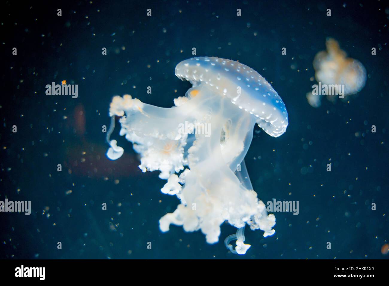White jellyfish in an aquarium, barrel jellyfish Rhizostoma pulmo Stock