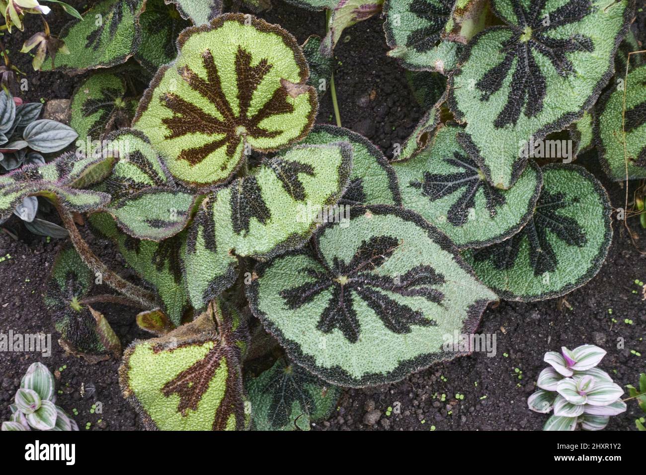Begonia masoniana plant. Stock Photo