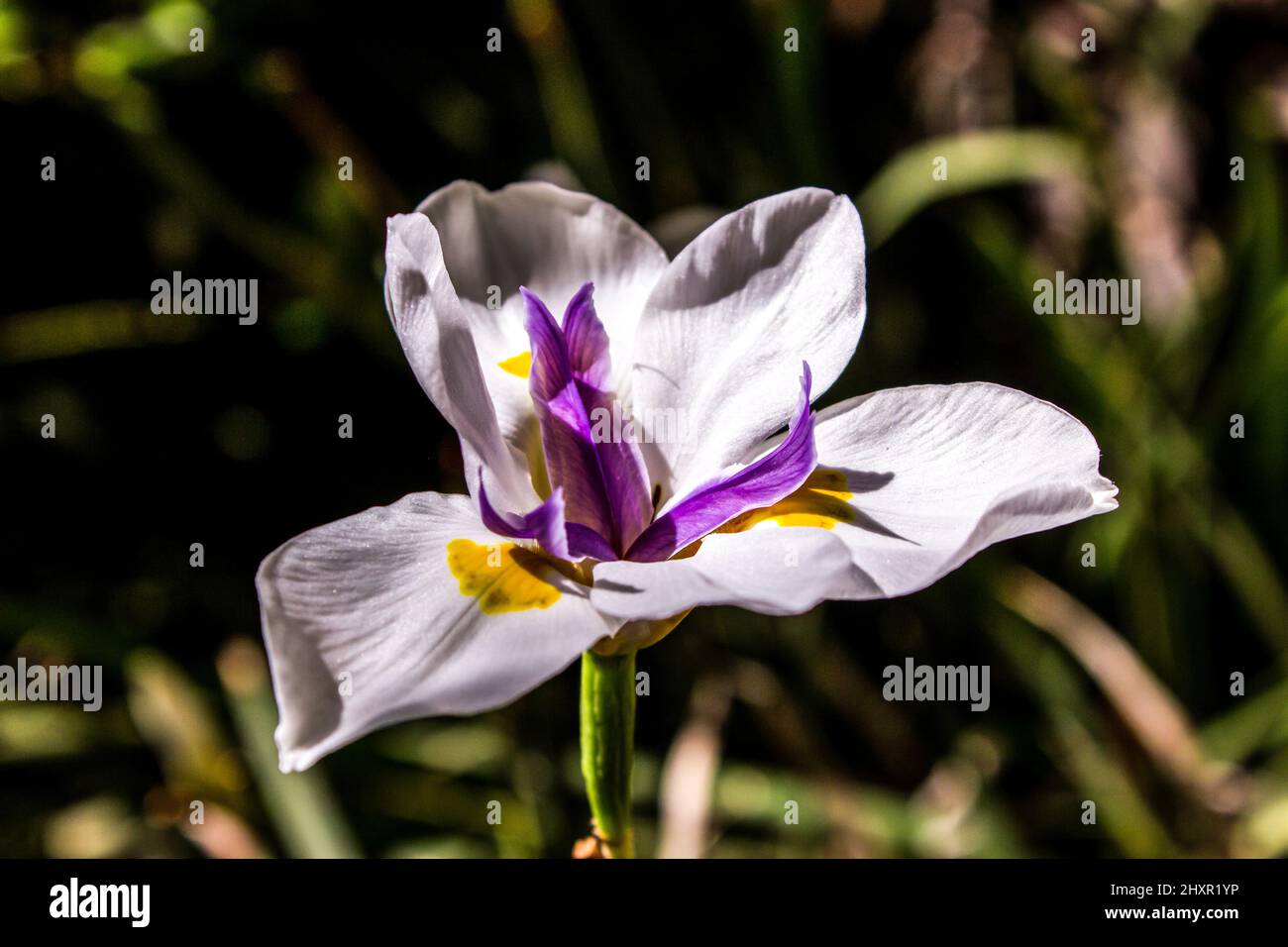 The delicate white and purple flower of a Fairy iris, Dietes Grandiflora Stock Photo
