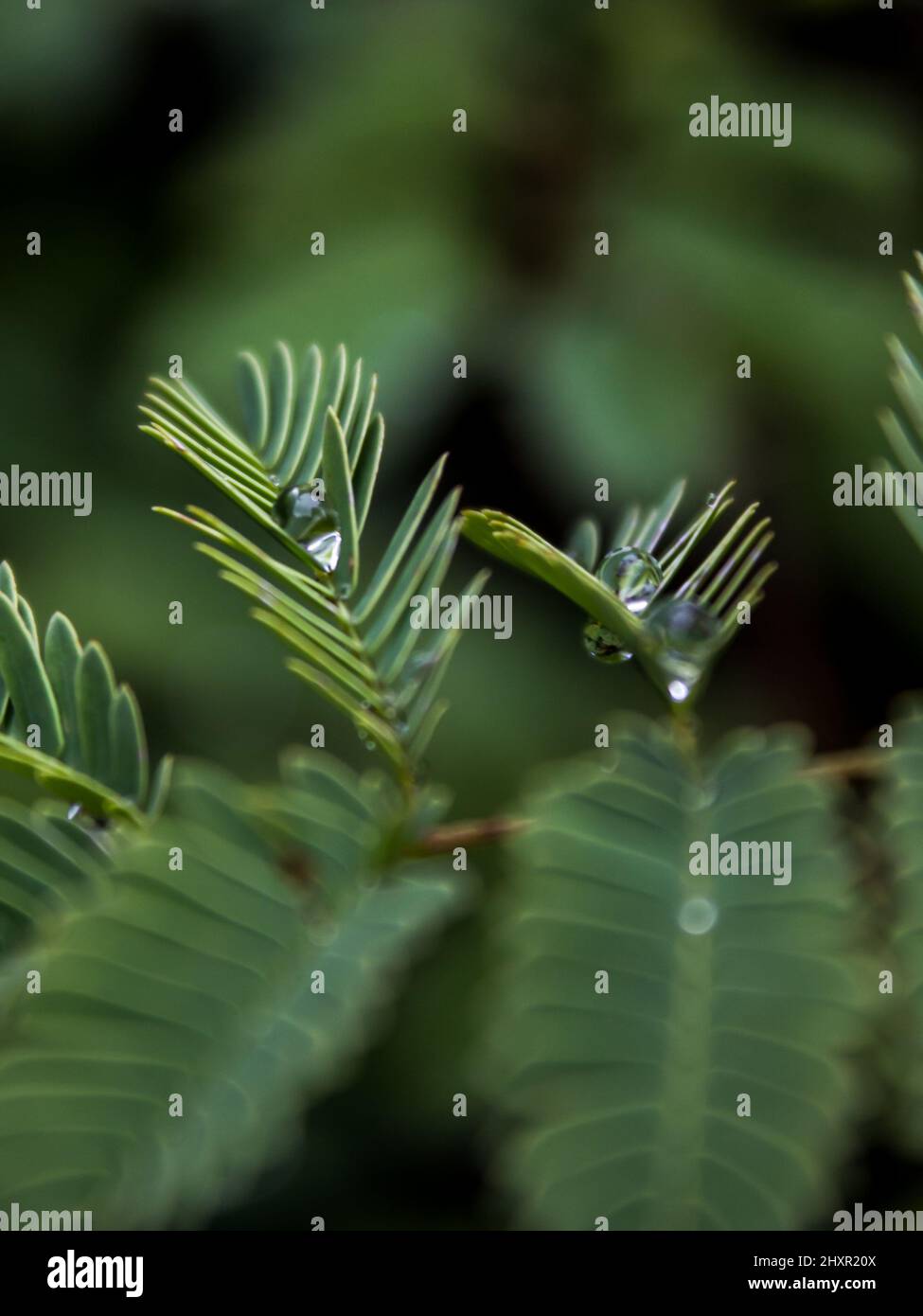 The small feathery leaves of a Bonsai of an Acacia tree, which caught a few small raindrops Stock Photo
