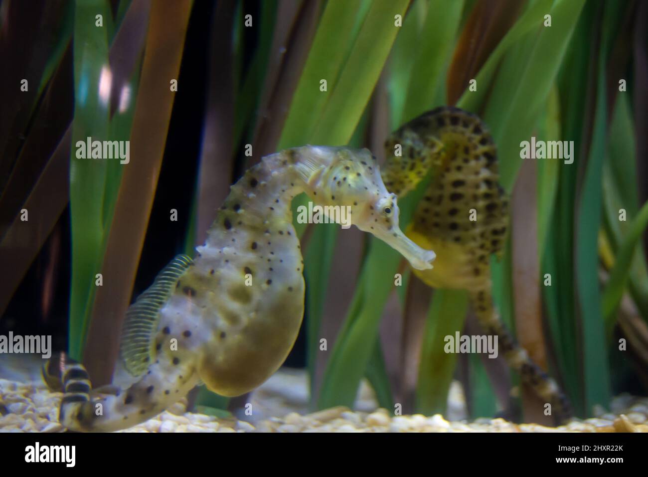 Seahorse in an aquarium, big-belly seahorse, Hippocampus abdominalis Stock Photo