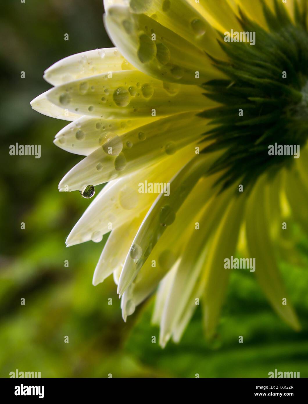 Droplets on the Pale cream-colored petals of a Baberton Daisy hybrid, viewed from the back Stock Photo