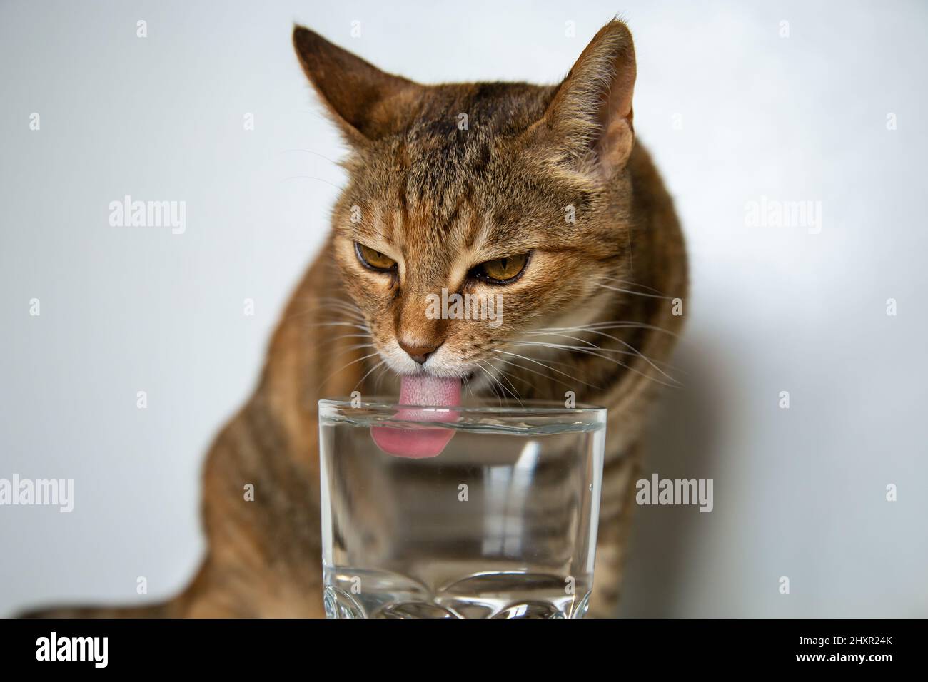 Cat drinking water from a glass Stock Photo Alamy