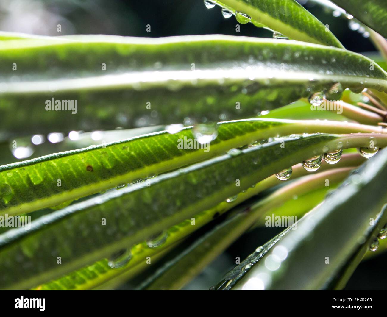 Water Droplets hanging from the leaves of a Madagascar Palm, Pachypodium lamerei, reflecting their surrounding water drops Stock Photo