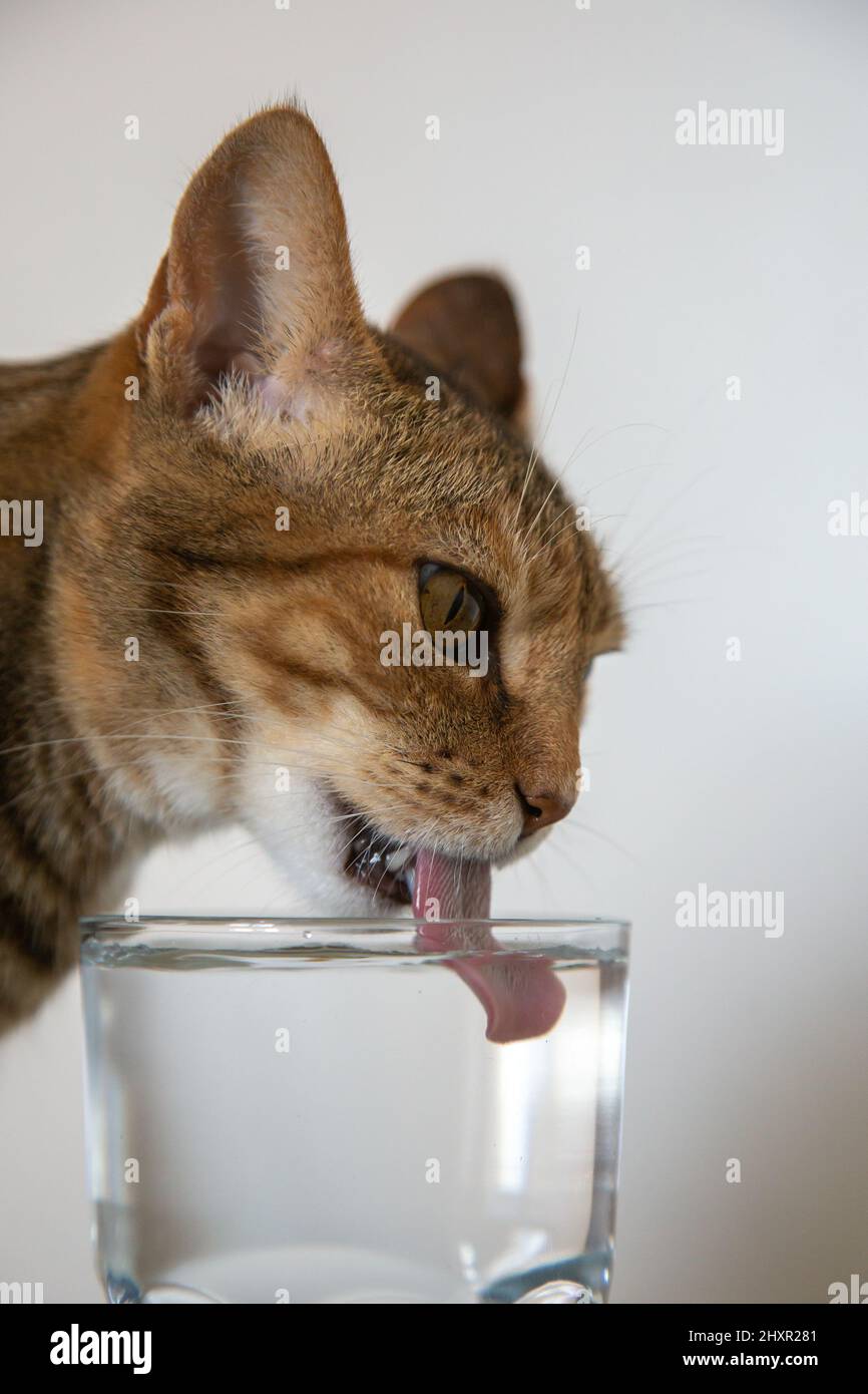Cat drinking tongue bowl hires stock photography and images Alamy