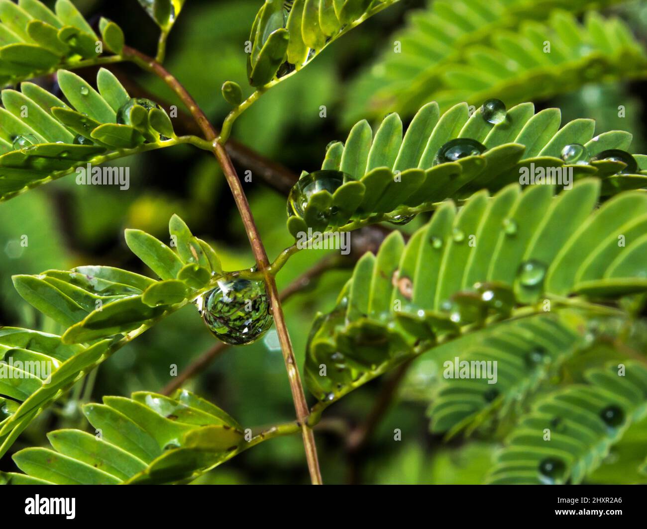 A water droplet, hanging from an acacia leaflet, reflecting the surrounding foliage. Stock Photo