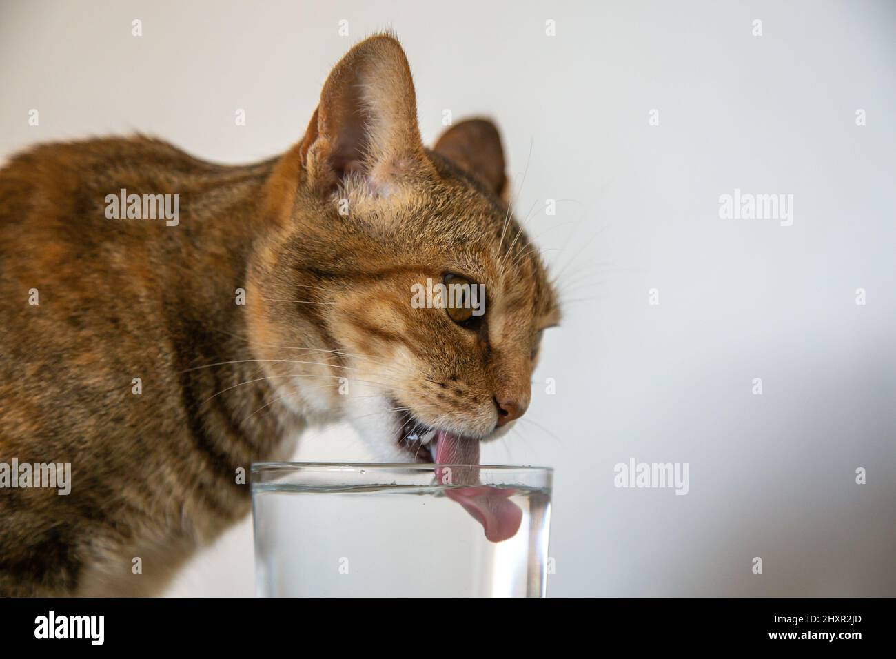 Cat drinking tongue bowl hires stock photography and images Alamy