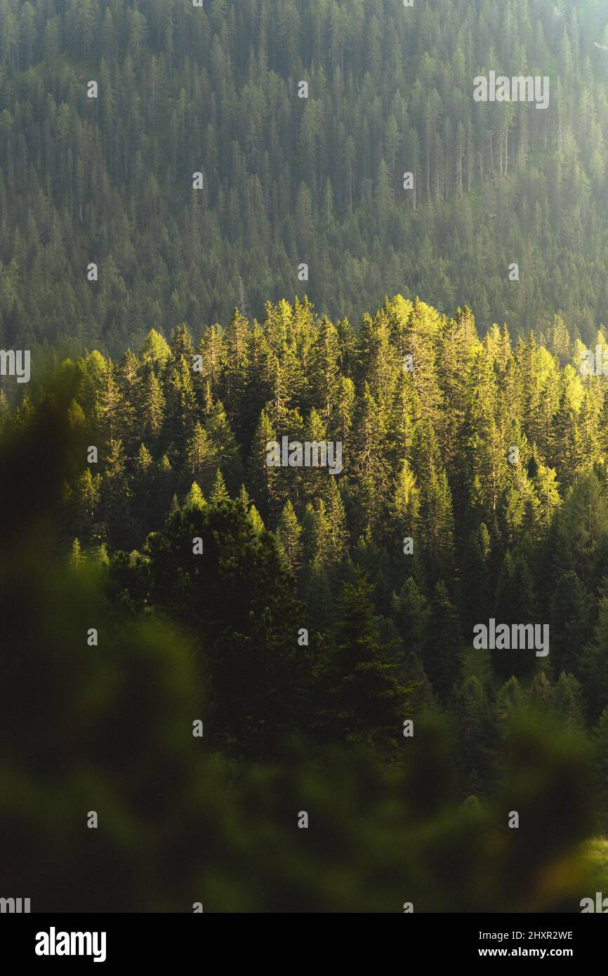 Vertical Photo Of Pine Tree Forests Stock Photo Alamy