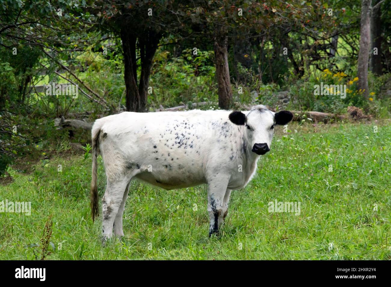 A  British White Cattle grazing in a feild in Pennsylvania's Pocono Mountains.  This is a rare brred raised for both beef and dairy. Stock Photo