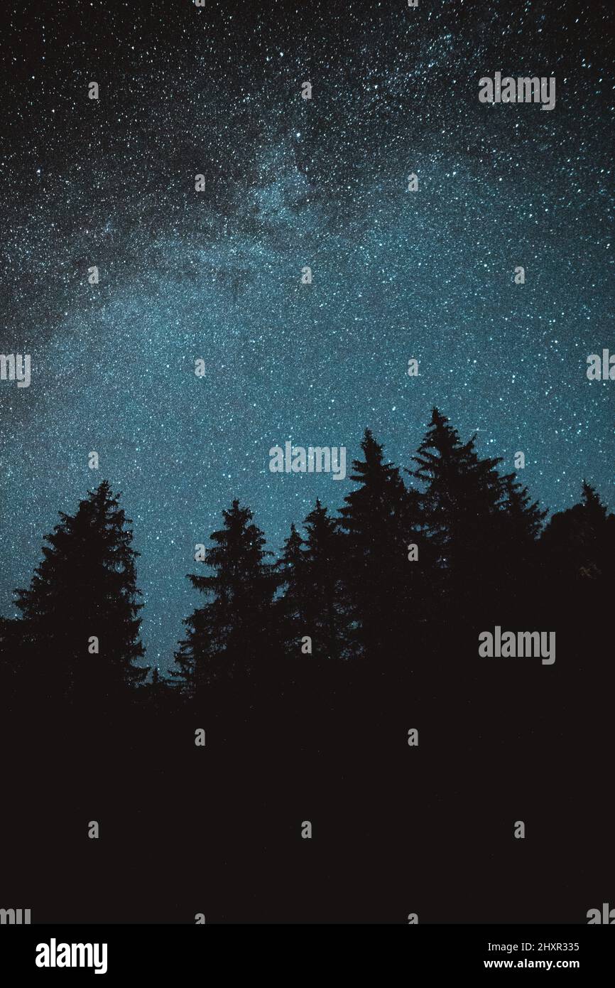 Silhouette of pine trees at night and beautiful stars in the sky Stock ...