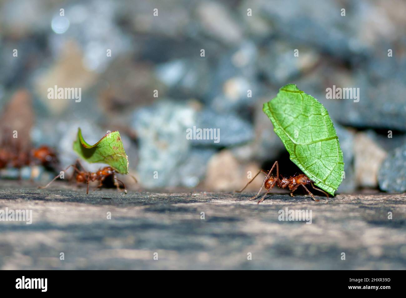 Leafcutter ants with green leafs, Atta cephalotes Stock Photo