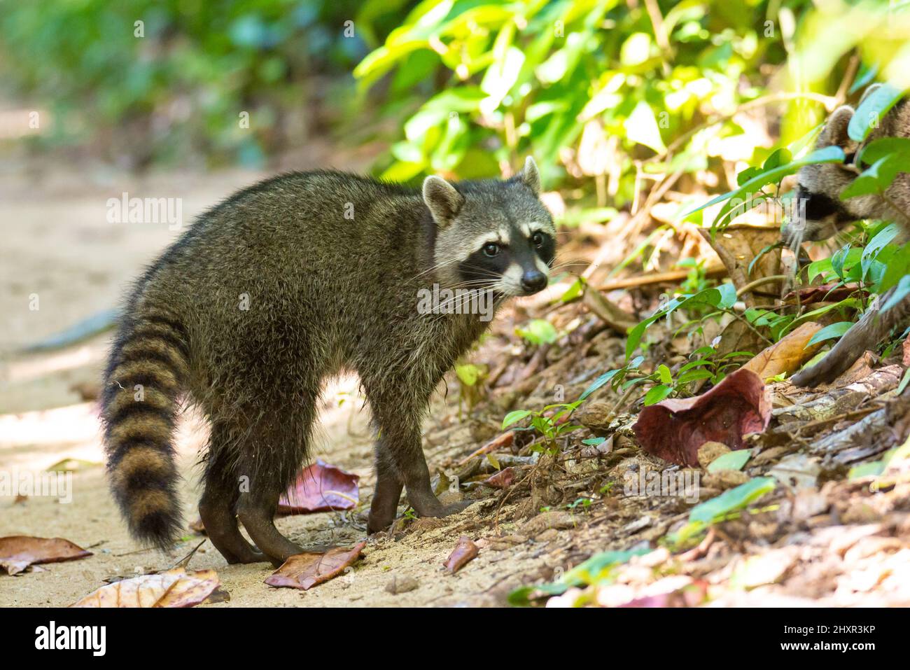 Raccoon walking in the nature, mapache Stock Photo