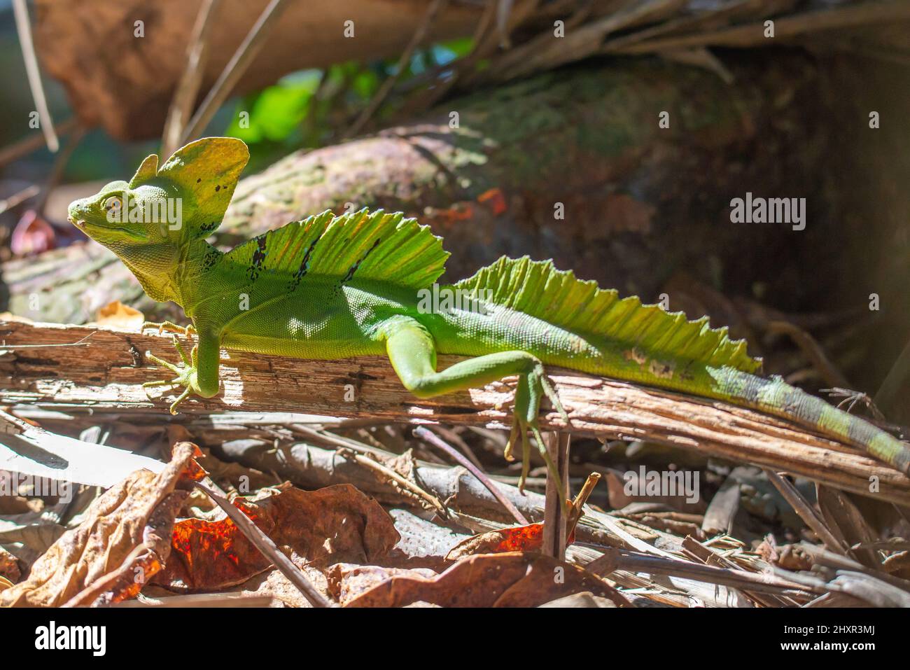 Exotic Green Lizard, Plumed Basilisk, Basiliscus Plumifrons Stock Photo ...