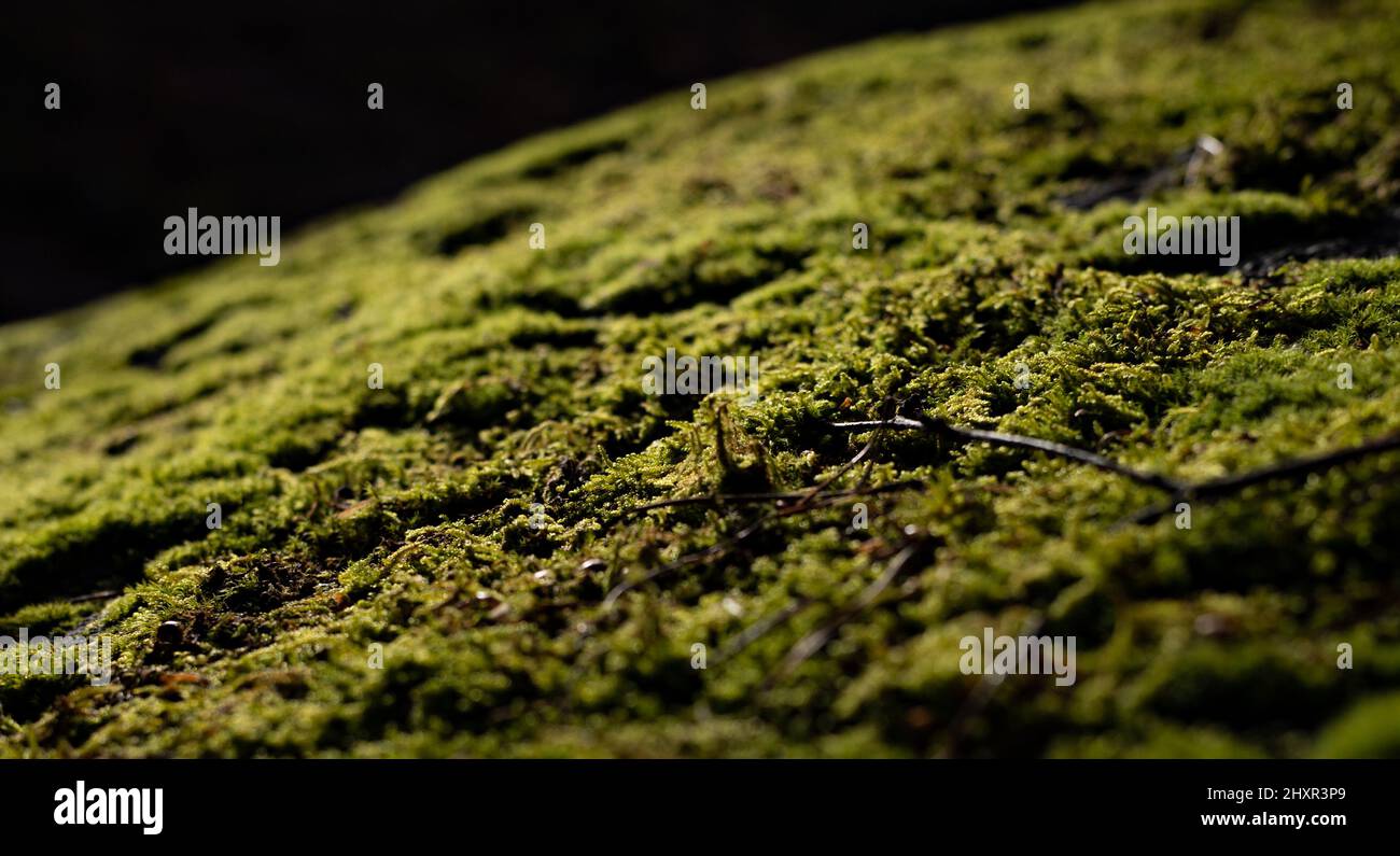 enjoy-what-my-eyes-see-stock-photo-alamy