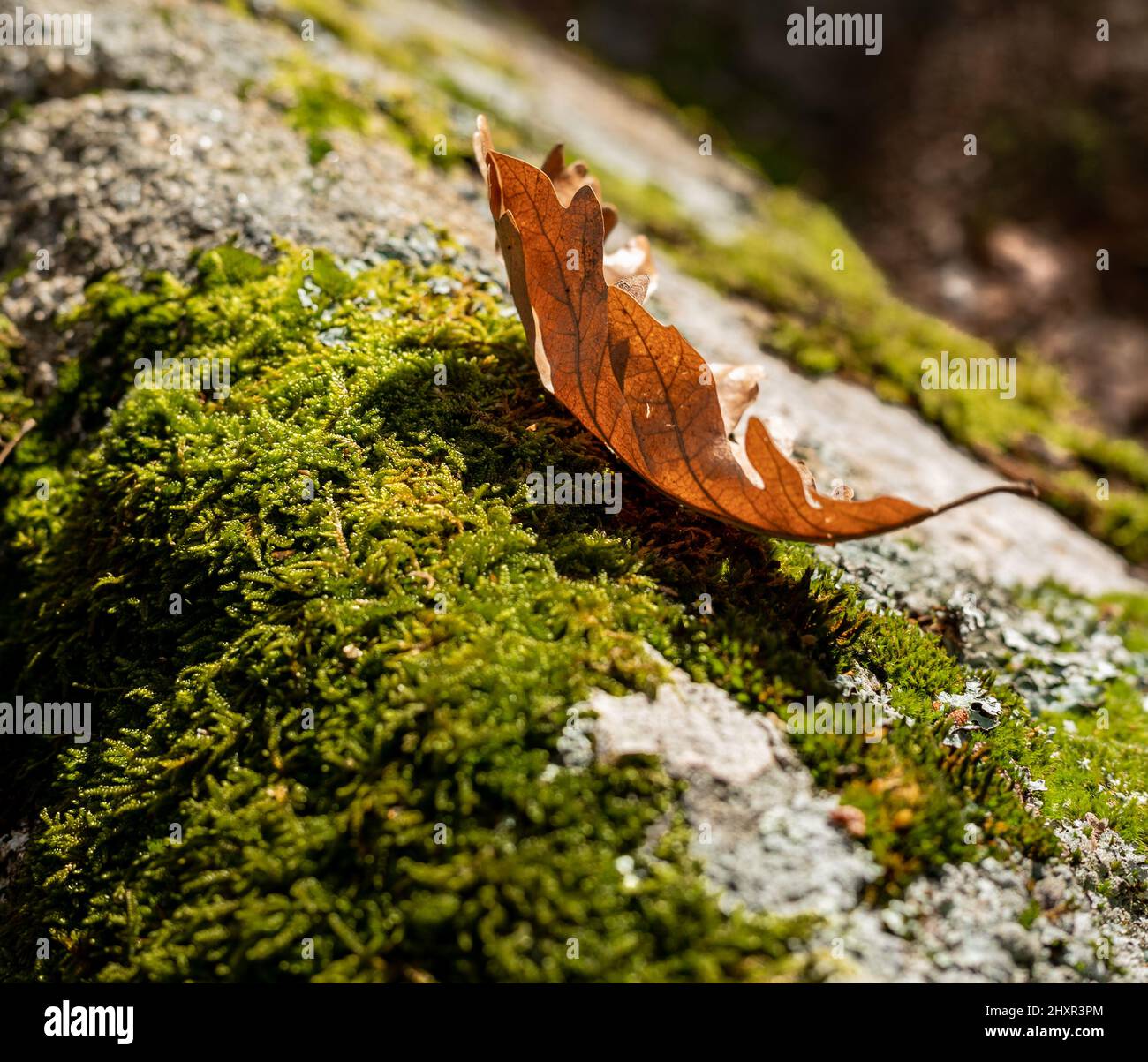 enjoy-what-my-eyes-see-stock-photo-alamy
