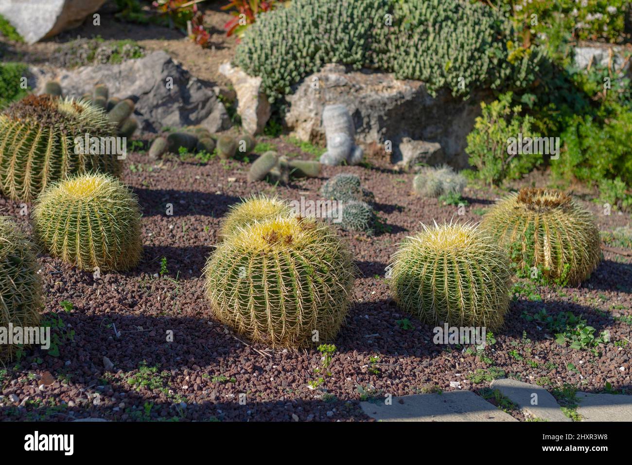 roche bobois cactus Cactus Stehleuchte main image 0