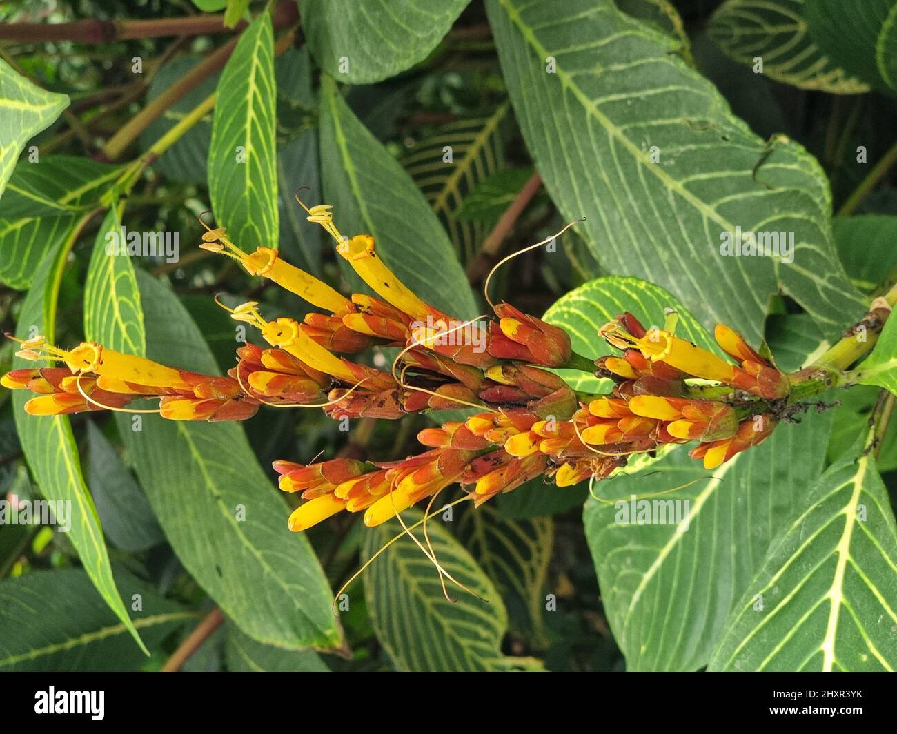 benefits of lemongrass plants Lemongrass Essential Oil main image 1