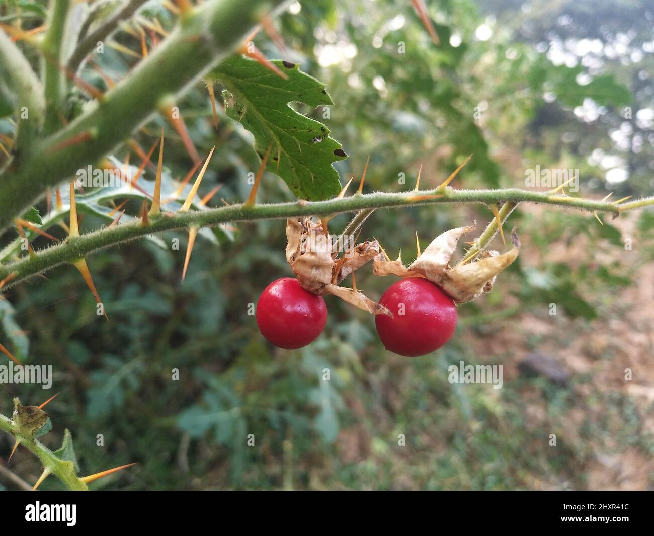 Red BuffaloBur Plant of the Species Solanum sisymbriifolium. red fruit