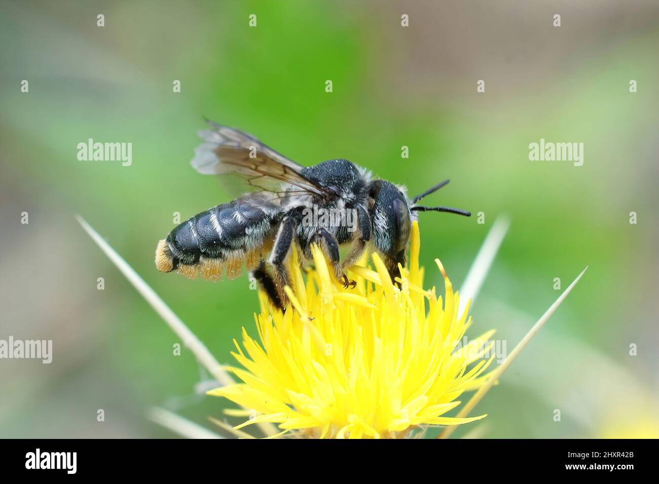 Closeup on the Mediterranean wood-borig golden bee, Lithurgus chrysurus Stock Photo