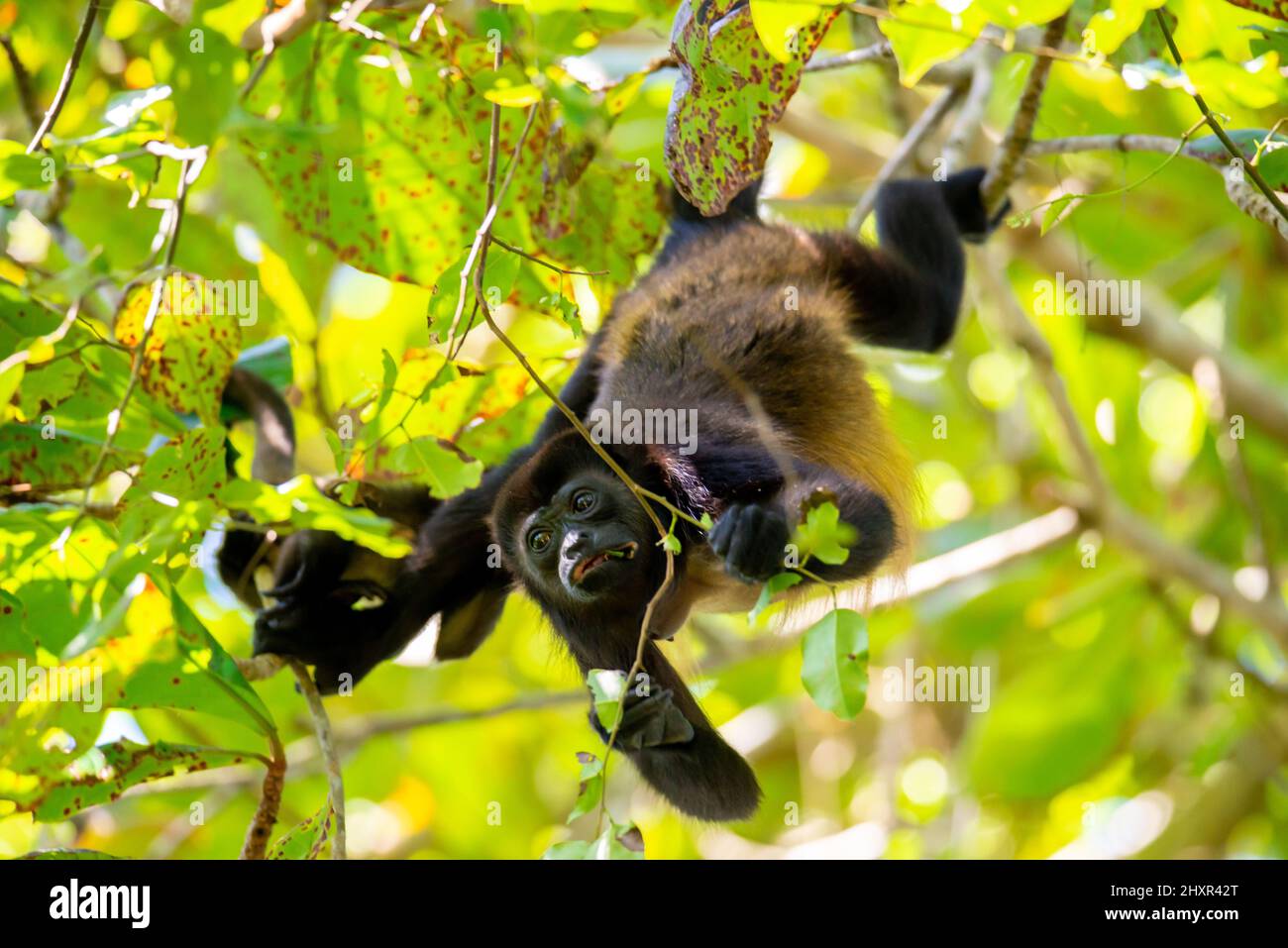 Howler monkey, Mantled howler, Alouatta palliata eating leaves Stock
