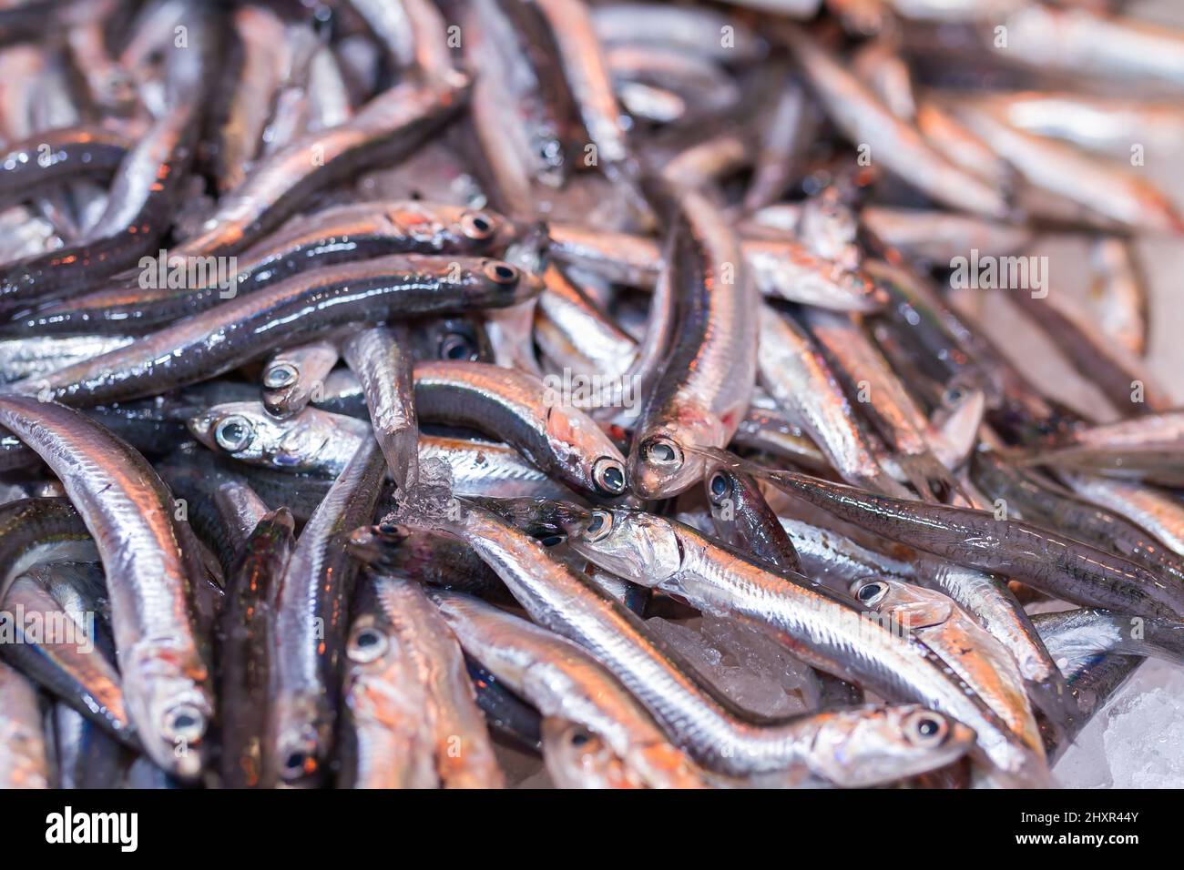 Fresh anchovies (Engraulis encrasicolus). Stock Photo