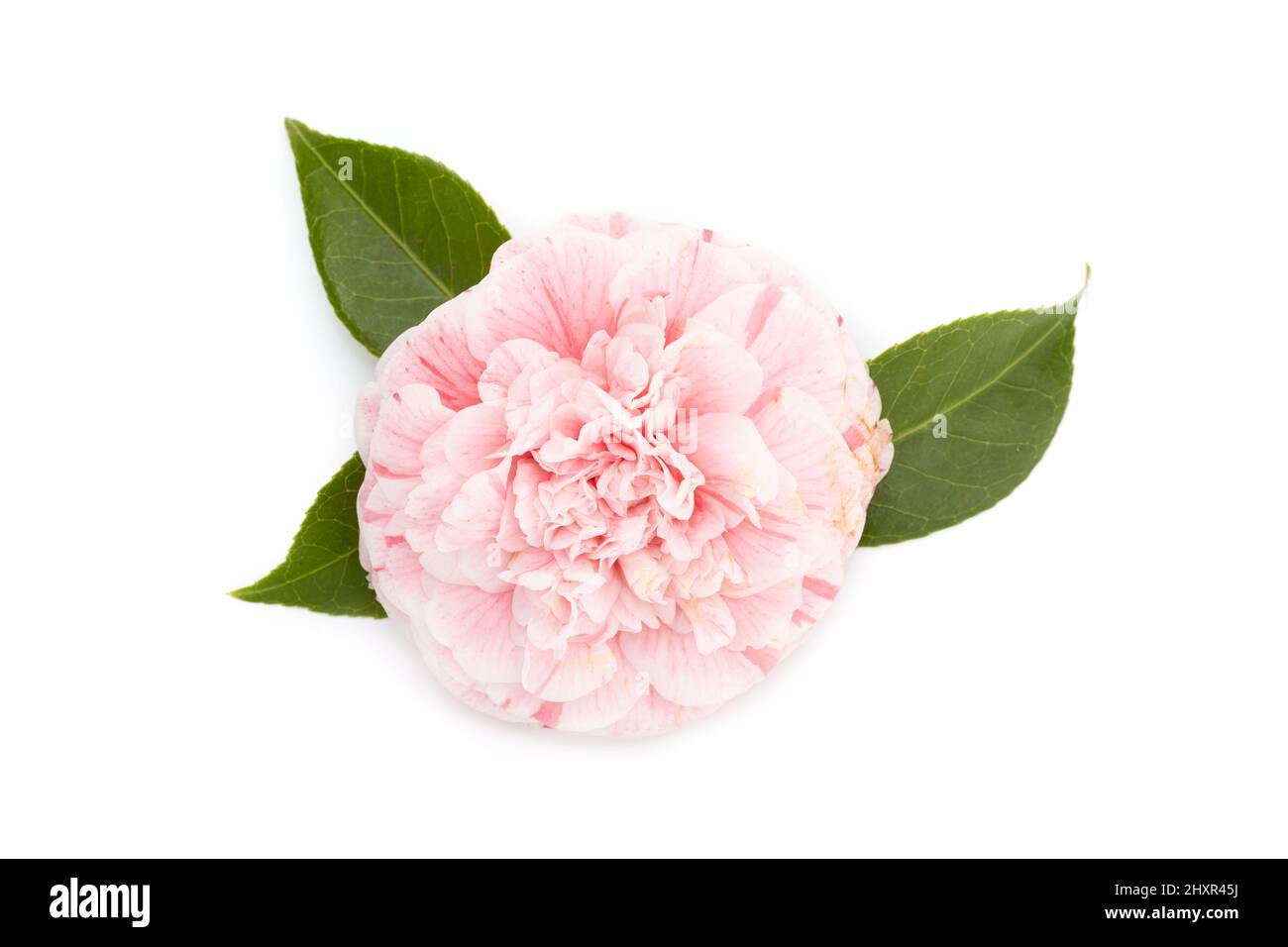 Camellia flower isolated on white background Stock Photo - Alamy