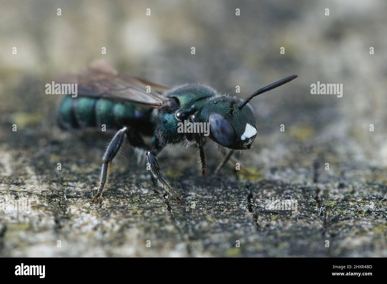 Detailed closeup on a female little blue carpenter bee, Ceratina cyanea on a piece of wood Stock Photo