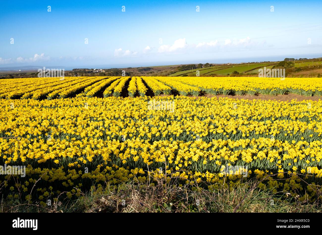Daffodil fields near st agnes in cornwall england Stock Photo