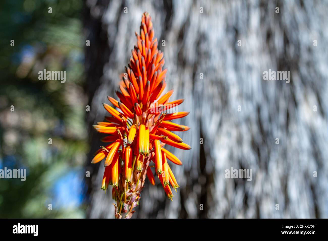 Bitter aloe (Aloe ferox), detail of flowers Stock Photo