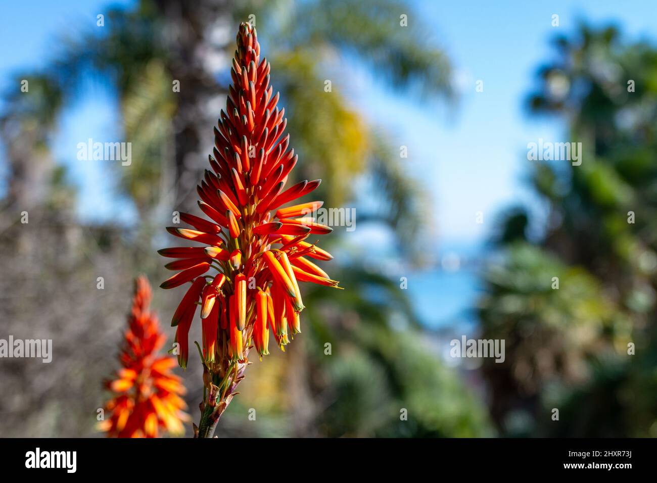Bitter aloe (Aloe ferox), detail of flowers Stock Photo