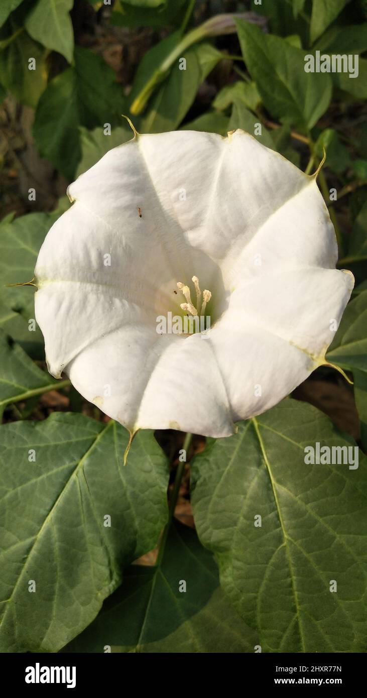 Top view of blooming white Datura inoxia flower with green leaves. Datura inoxia Stock Photo