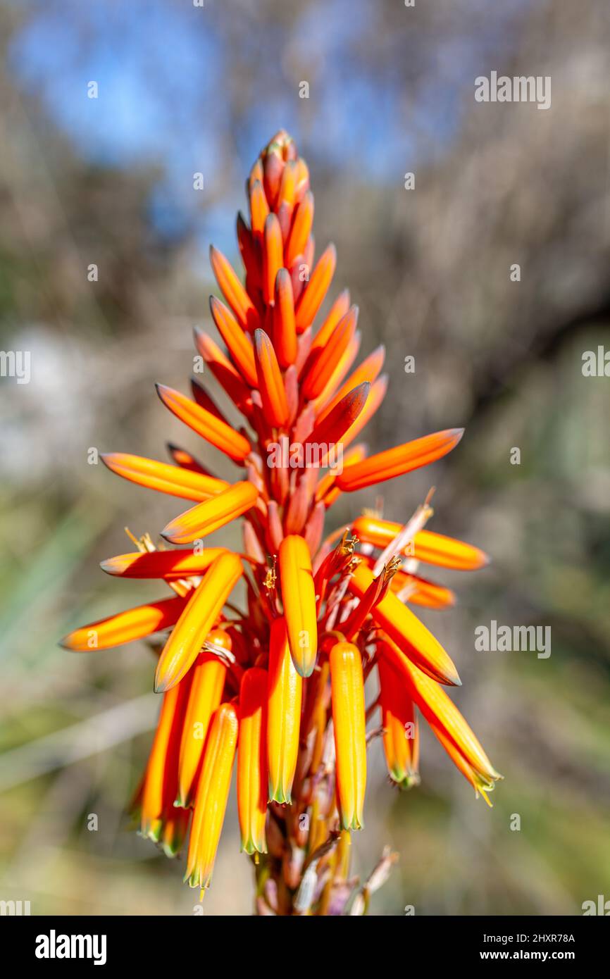 Bitter aloe (Aloe ferox), detail of flowers. Stock Photo