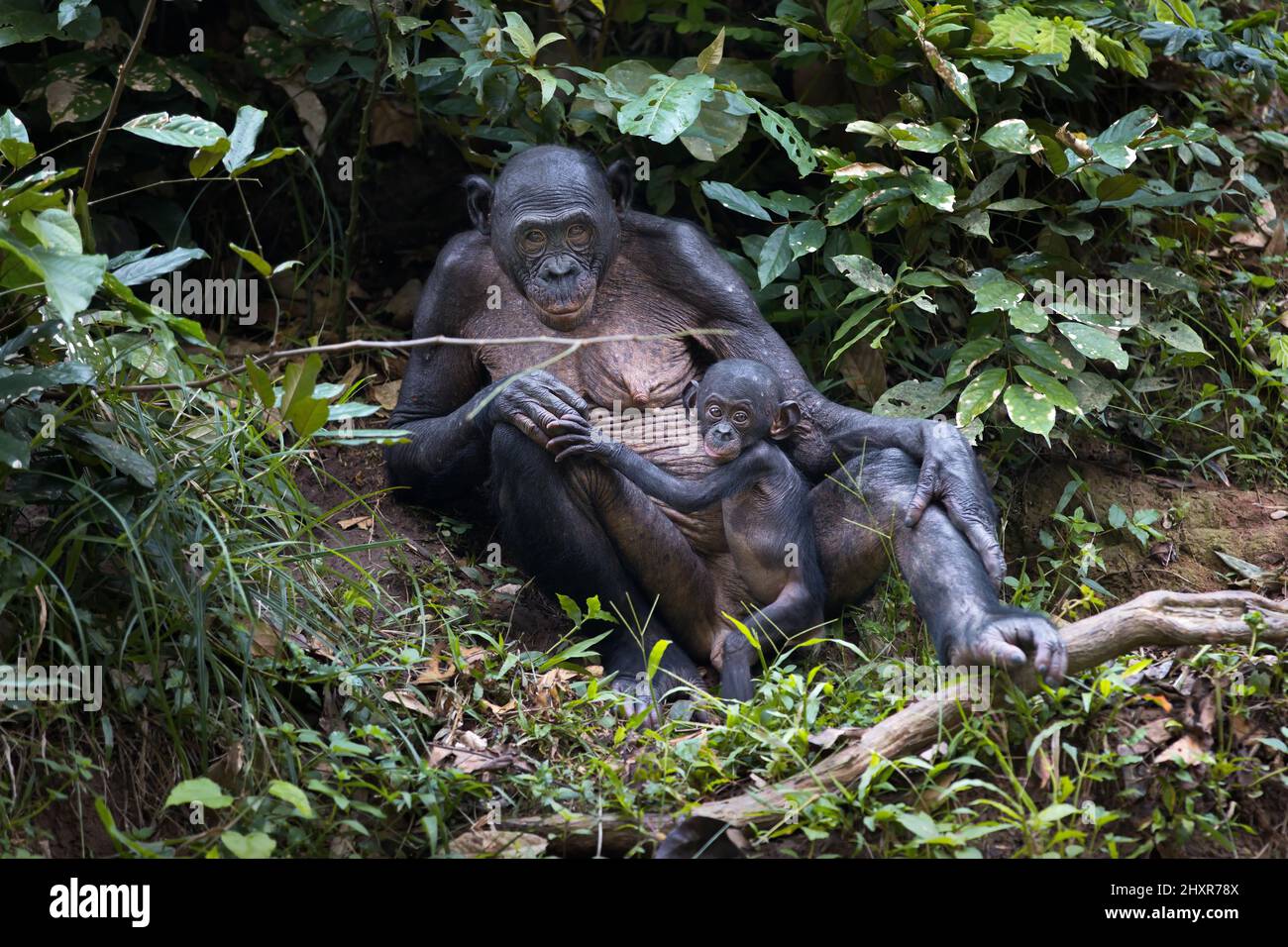 Breastfeeding mother bonobo and her baby in a park in the Democratic Republic of the Congo Stock Photo