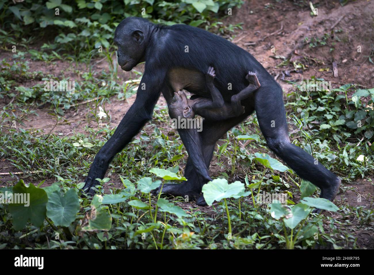 Mother bonobo monkey breastfeeding her baby while walking around in the Democratic Republic of Congo Stock Photo