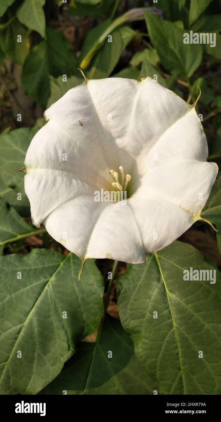 Top view of blooming white Datura inoxia flower with green leaves. Datura inoxia Stock Photo