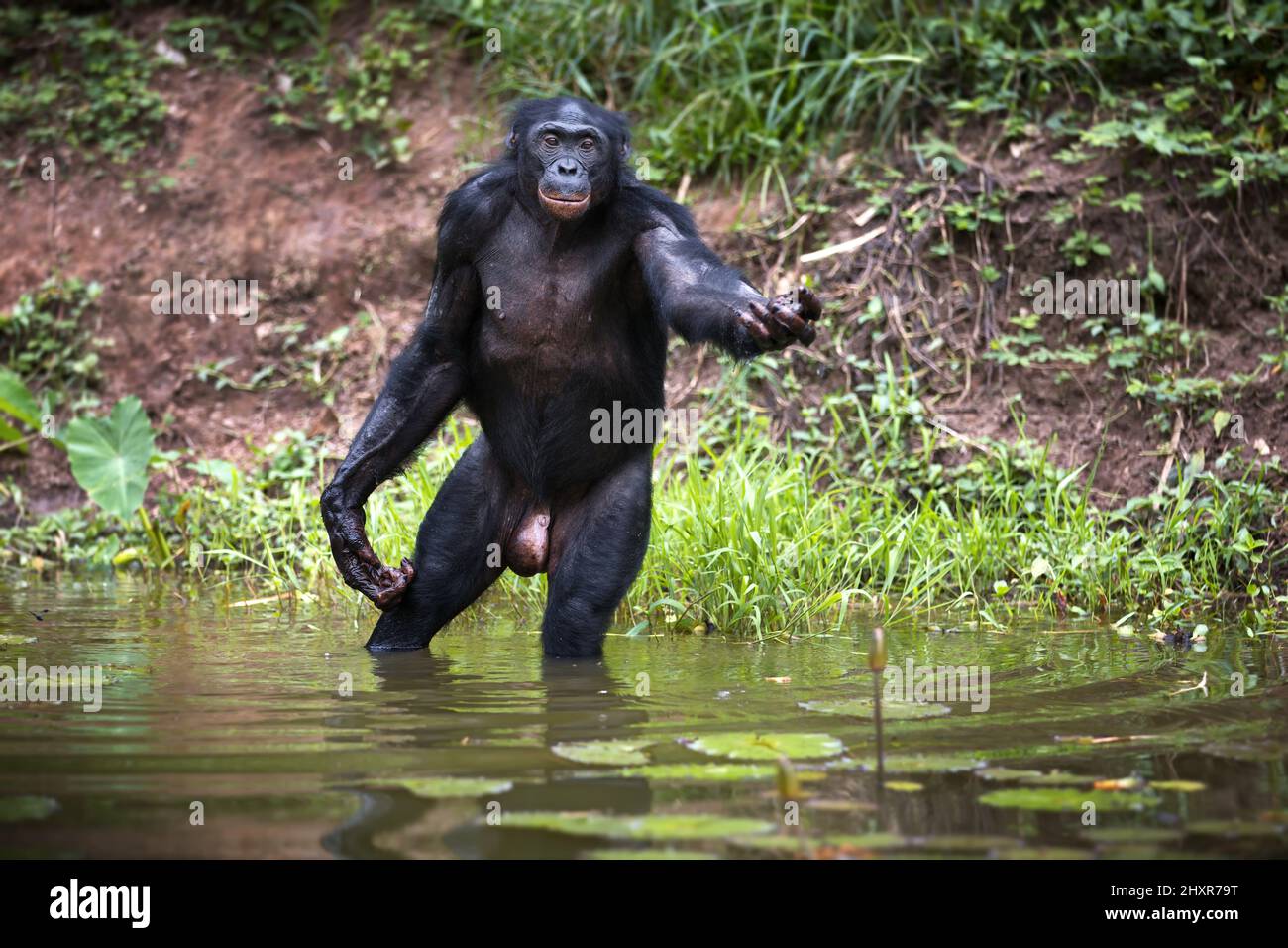 Bonobo monkey fishing in a pond in the Democratic Republic of the