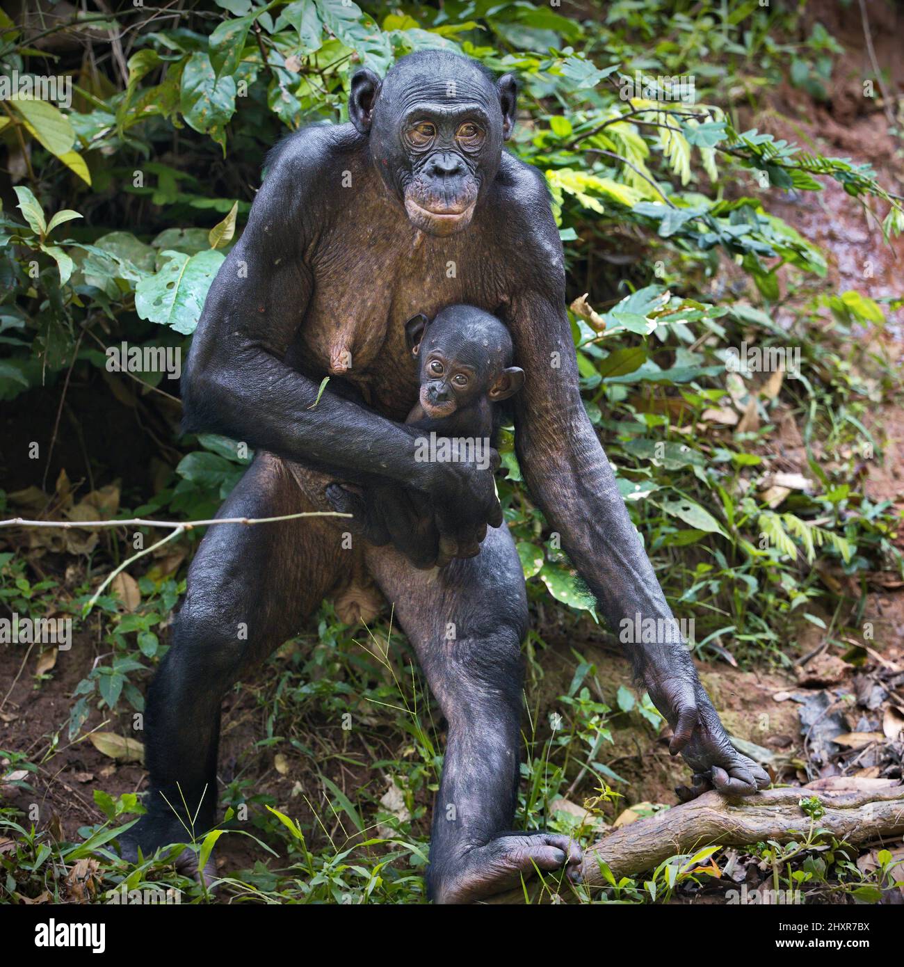 Bonobo chimpanzees in the wilderness in Democratic Republic of the