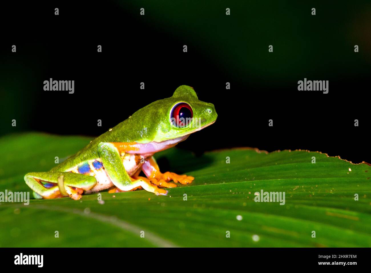 Red eye frog. Red-eyed tree frog, Agalychnis callidryas on a leaf ...