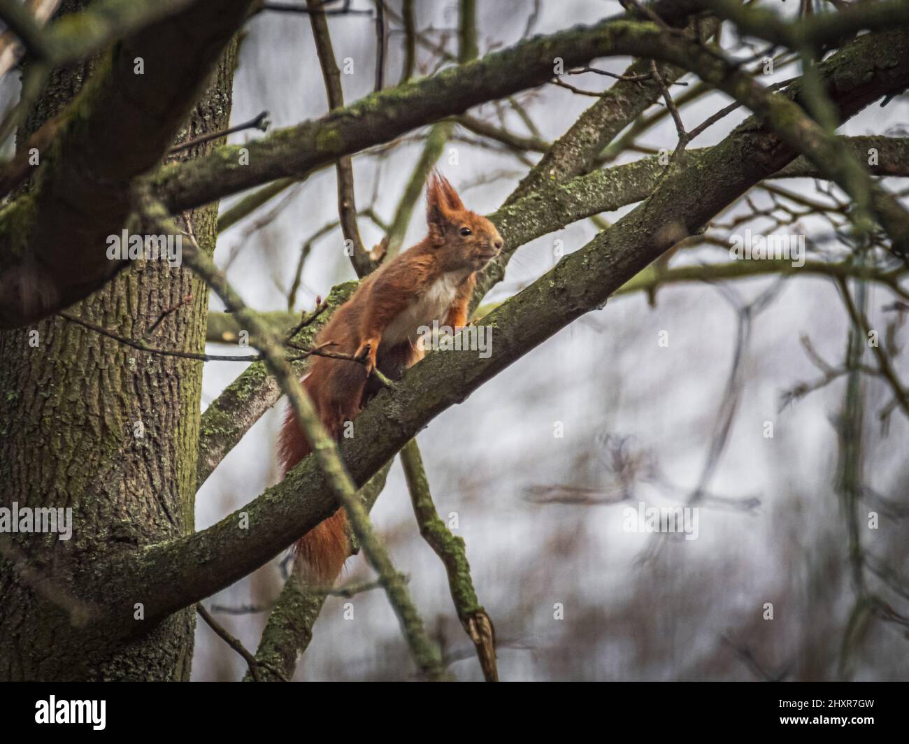 Red squirrel on branch Stock Photo