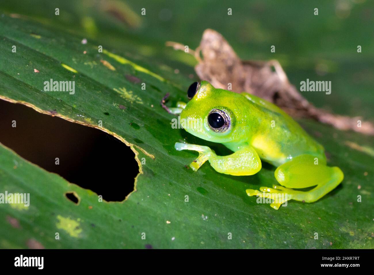 Exotic glass frog on a leaf. Small  transparent and translucent frog Stock Photo