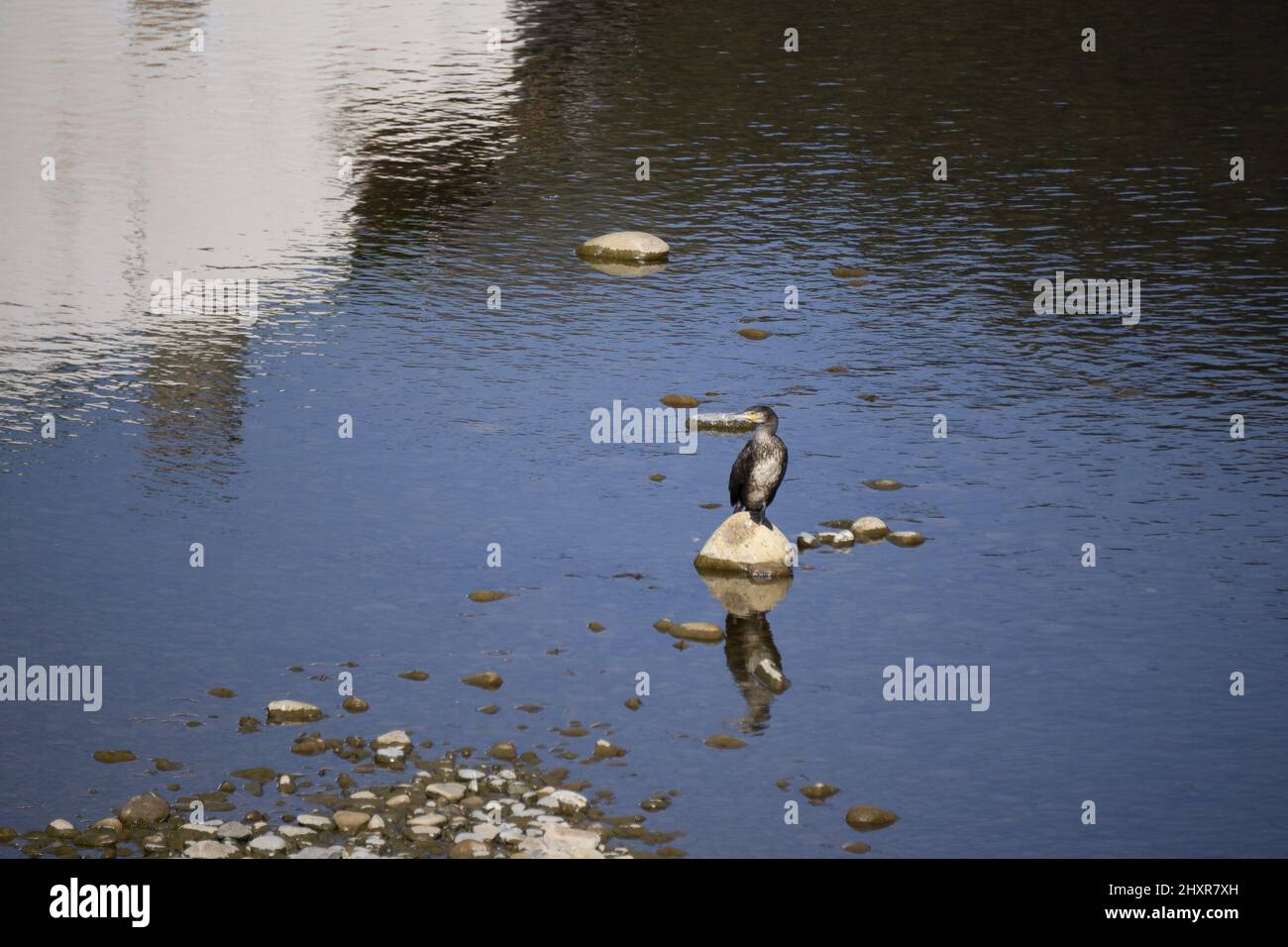 A Muscovy Duck perched on a rock near the shore at sunset in Orozco ...