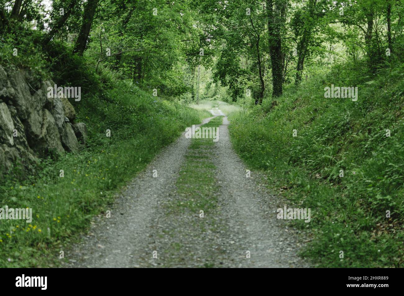 Green mountains landscape with old dirt road overgrown with grasses and