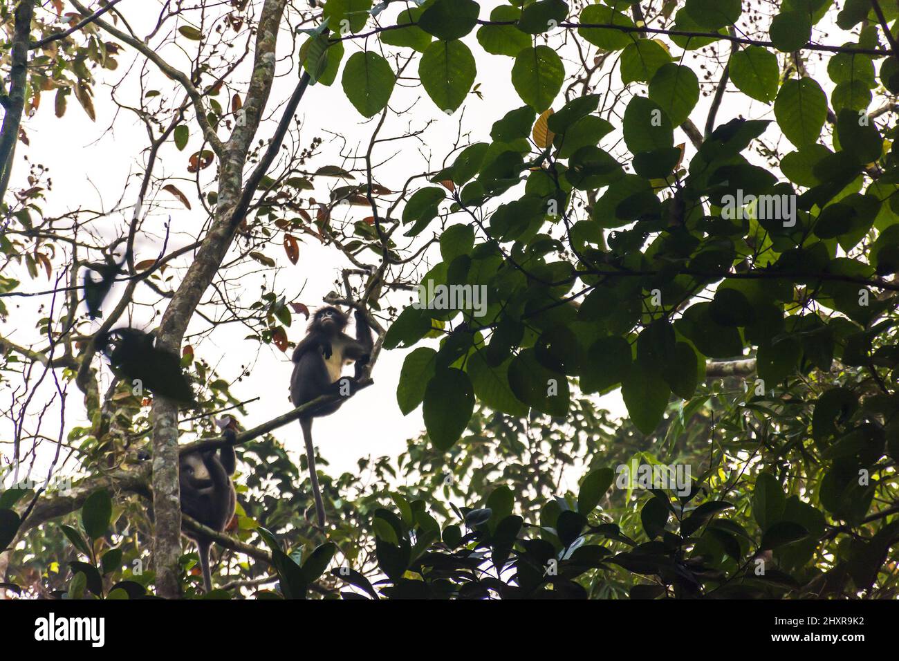 endangered, spectacled, monkey, Phayre's, Leaf, Eating, Langur Stock Photo