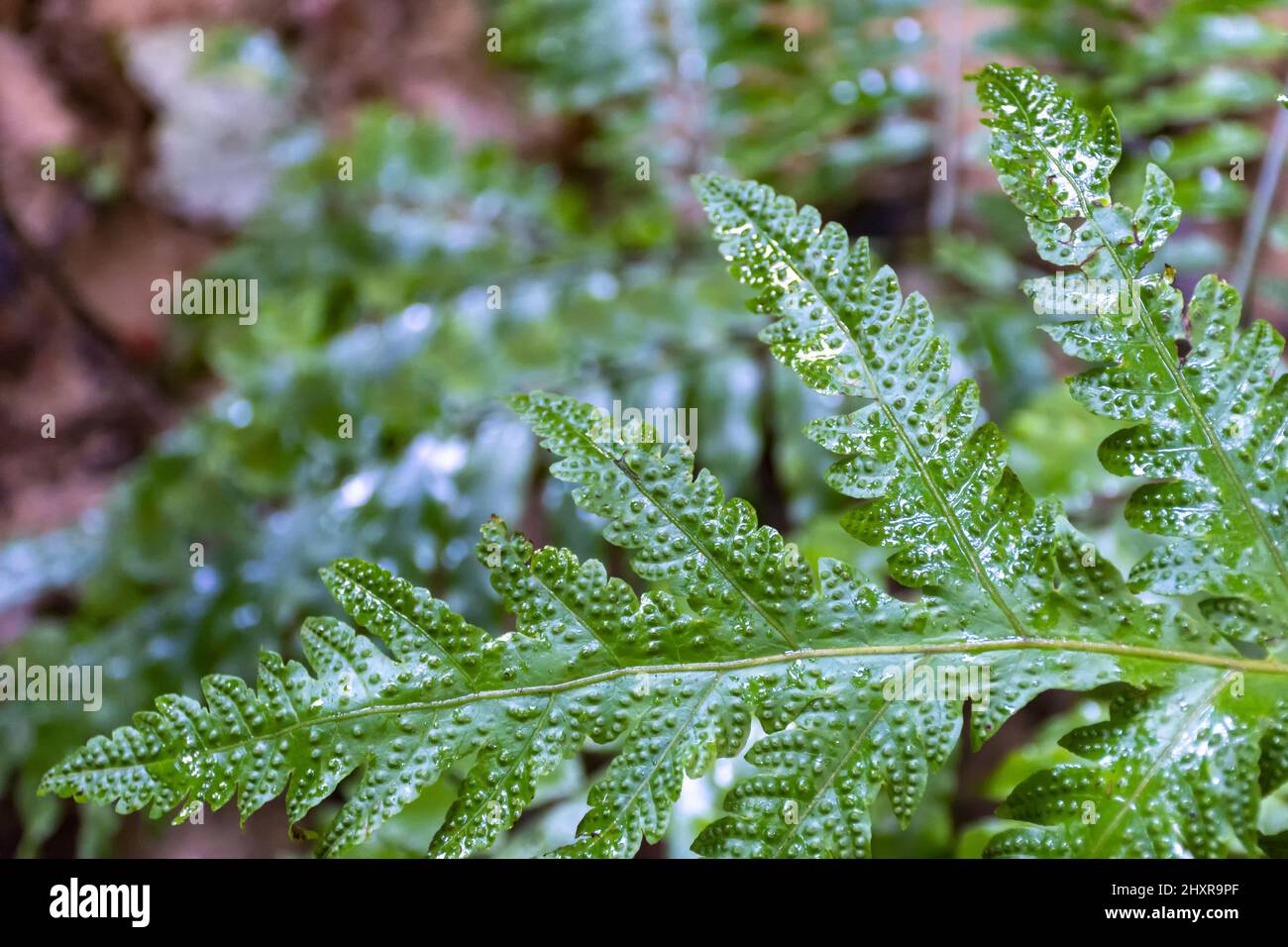 Green, Fern, Polypodiopsida, Leaf, sorus, sporangiumn, Stock Photo