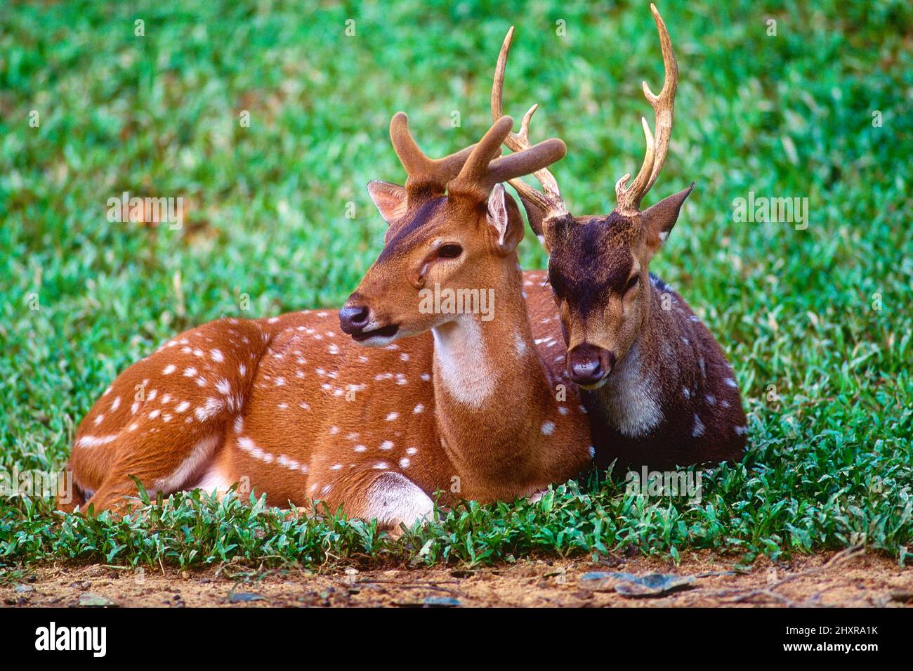 Axishirsch, Axis axis, Cervidae, Stiere, Säugetier, Tier, Yala Nationalpark, Sri Lanka Stock Photo