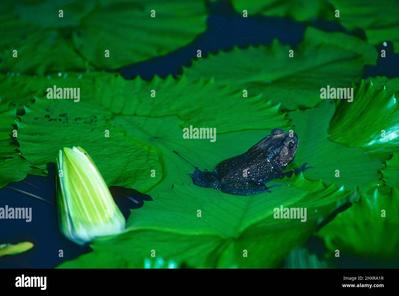 Schwarznarbenkröte, Duttaphrynus melanostictus, Bufonidae, Amphibie
