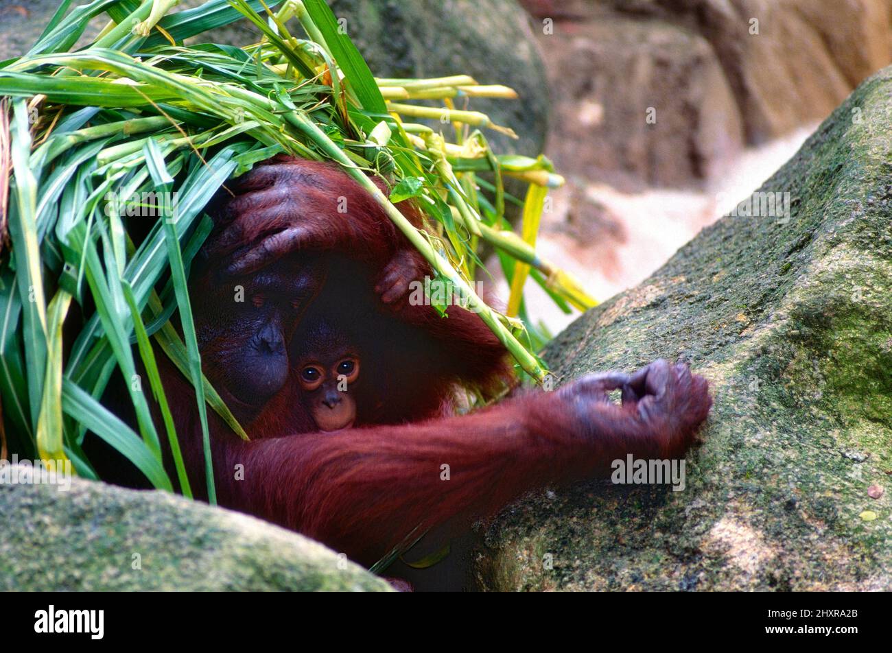 Orang-Utan, Pongo pygmaeus, Hominidae, Weibchen, Baby, Schlafnest, Affe, Säugetier, Tier, captive, Zoo, Singapore Stock Photo