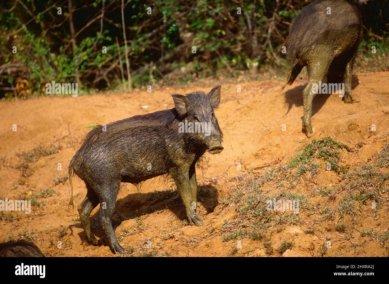 Wildschwein, Sus scrofa, Suidae, Tier, Säugetier,Yala Nationalpark, Sri Lanka Stock Photo
